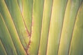 Big banana leaf texture background Royalty Free Stock Photo