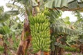 Big banana tree on a typical plantation