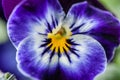 Big bang of colours as background in the heart of wild pansy flower