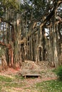 Big banyan tree