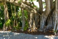 Big banyan tree in the garden