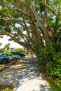 Big banyan tree in the garden