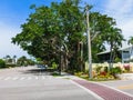 Big banyan tree in the garden