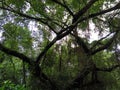 A big banyan tree