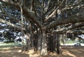 Big Banyan Tree Natural Beauty