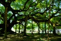 Big banyan tree