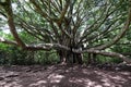 Big Banyan Tree, Pipiwai Trail in Haleakala National Park