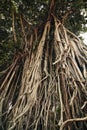 Big banyan tree trunks with hanging roots Royalty Free Stock Photo