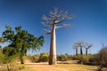 The big baobab Royalty Free Stock Photo