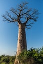 Big baobab in a sunny day Royalty Free Stock Photo