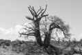 Big baobab tree growing surrounded by African Savannah. Black an Royalty Free Stock Photo