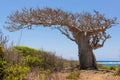 Big baobab tree growing surrounded by bushes and sea in the back