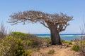 Big baobab tree growing surrounded by bushes and sea in the back