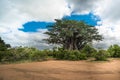 Big baobab tree in the Kruger National Park, South Africa Royalty Free Stock Photo