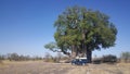 Big baobab tree at Naye-naye concession area Royalty Free Stock Photo