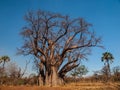 Big baobab tree Royalty Free Stock Photo