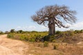 Big baobab tree surrounded by African Savannah with dirt track n Royalty Free Stock Photo