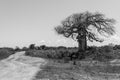 Big baobab tree surrounded by African Savannah with dirt track n Royalty Free Stock Photo