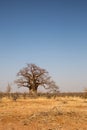 Big Baobab Trees in Desert of Mapungubwe National Park, South Africa