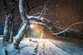 Big bare curve tree winter fairy tale blizzard mood in cold snowy night city