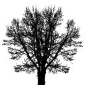 Big bare tree silhouette, many branches. Vector illustration