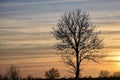 Big bare tree silhouette by sunset Royalty Free Stock Photo
