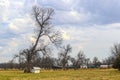 Big barren trees in farm field with barn and outbuildings and cows in background under dramatic cloudy sky Royalty Free Stock Photo