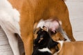 Big basenji dog feed her small pets indoors. Royalty Free Stock Photo
