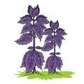 Big basil bush in purple color, isolated object on white background, vector illustration