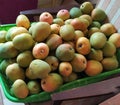 A big basket of gedong gincu mangoes is ready to be packed for sale