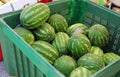 big basket of green huge fresh watermelons for sale in the market Royalty Free Stock Photo