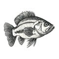 Detailed Black And White Largemouth Bass Illustration In 8k Resolution