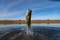 Big Bass Large mouth - Fishing on lake Royalty Free Stock Photo