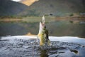 Big Bass Large mouth - Fishing on lake Royalty Free Stock Photo