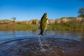 Big Bass Large mouth - Fishing on lake Royalty Free Stock Photo