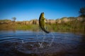 Big Bass Large mouth - Fishing on lake Royalty Free Stock Photo