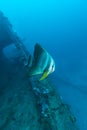 Big Bat Fish and shipwreck Royalty Free Stock Photo