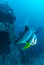 Big Bat Fish and shipwreck Royalty Free Stock Photo