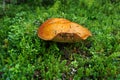 Big bay bolete in the forest. Mushroom in moss