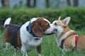 Beagle dog playing with gorki