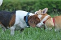 Beagle dog playing with gorki