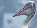 Big Beak of a Pelican