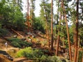 Big Bear Forest