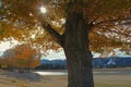 Fall Color in Big Bear Lake, 2018, San Bernardino Mountains, California Royalty Free Stock Photo