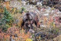 Big bear looking for nuts Royalty Free Stock Photo