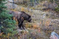 Big bear looking for roots next to the road Royalty Free Stock Photo