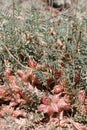 Astragalus Lentiginosus Sierrae Fruit - San Bernardino Mtns - 061323