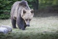 Big bear outcoming from the forest in Romania, Lake St Ana.