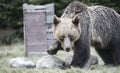 Big bear outcoming from the forest in Romania, Lake St Ana.