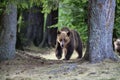 Big bear outcoming from the forest in Romania, Lake St Ana.